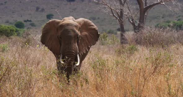African Elephant, loxodonta africana, Adult in savannah, Moving Trump, Tsavo Park in Kenya alt