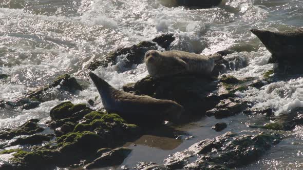 Seals laying on beach rocks as waves roll in and crash slow-motion 1080p 120fps alt