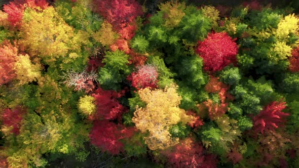 Colorful Vibrant Tree Tops Highlighted at Sunny Autumn Sunset Nature Aerial alt