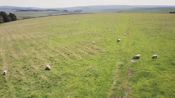 Sheep grazing in Dartmoor National Park in England. alt