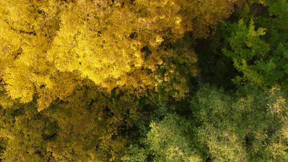 Flying over autumn tree tops in the forest, view from the top.