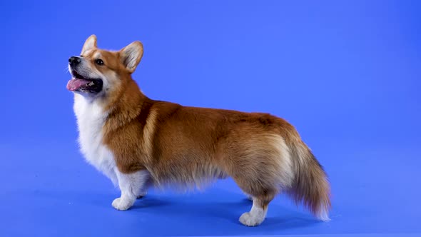 Pembroke Welsh Corgi Stands Sideways in the Studio in the Studio on a Blue Background alt