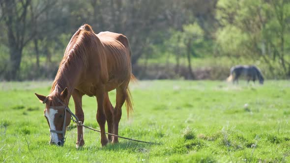 Thin Chestnut Horse Eating Grass While Grazing on Farm Grassland Pasture alt