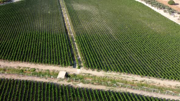 Sunny Vineyard Fields in Urla Turkey alt