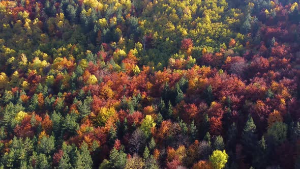 Drone of autumn day with beautiful vibrant colorful leaves in the trees. Background and textures.