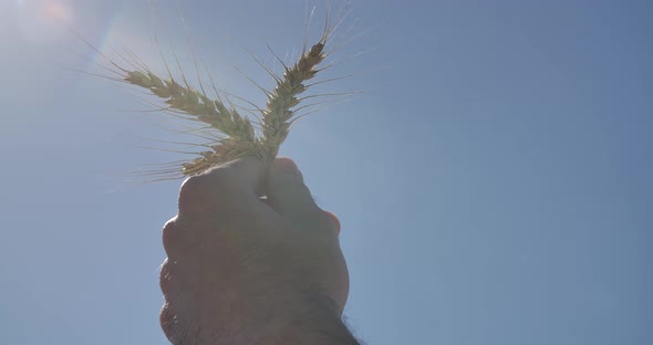Wheat In Hand alt
