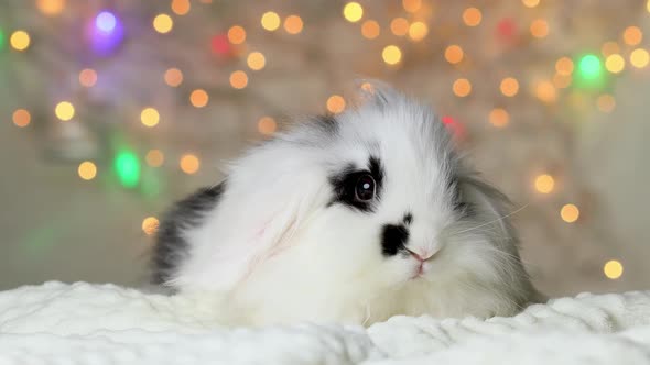 A small black and white rabbit in New Year's decorations.