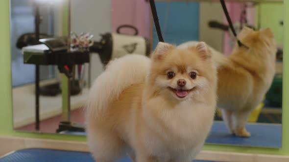 Happy Little Spitz Dog Smiles After Bathing in the Grooming Salon  Medium Plan alt