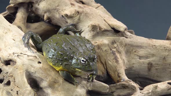 Cyclorana Toad-water Pot Frog Sitting on Wooden Snag in Black Background. Close Up alt