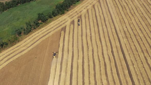 Harvesting Wheat. Agricultural Machinery.