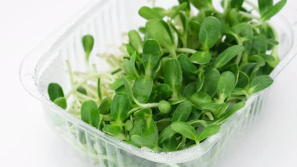 Microgreens. Fresh sunflower seeds micro greens in container for delivery or sale alt