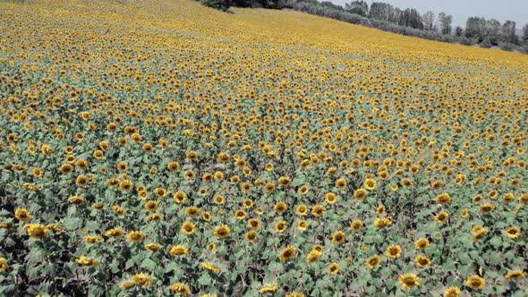 Windy Sunflower Field