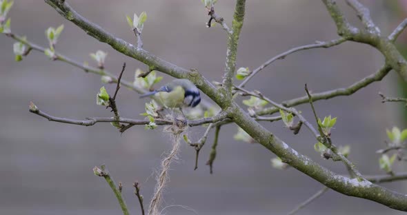 Blue Tit Small Song Bird Collecting Nest Material Spring Apple Tree Colour Graded
