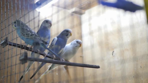 Several Parrots in a Cage in a Pet Store