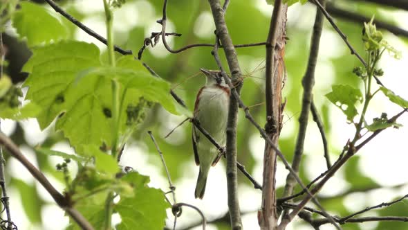Chestnut Sided Warbler Female Holds Grass Stalk in Beak for Nest Building, Closeup alt