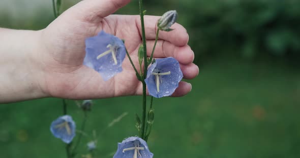 Woman Strokes Blue Flowers of Bell Growing in Field