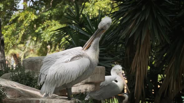 Dalmatian Pelican (Pelecanus Crispus