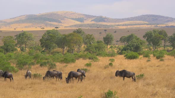 Gnus grazing in Masai Mara alt