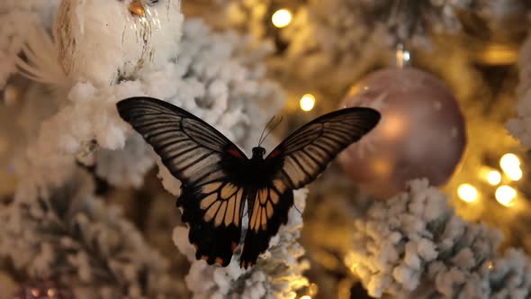 Butterfly on a Christmas Tree