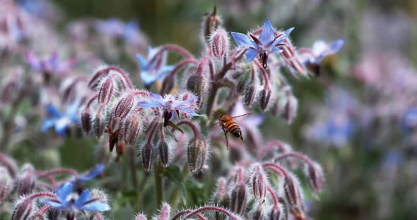 European Honey Bee, apis mellifera, Bee foraging a borage Flower, Insect in Flight, Pollination Act alt