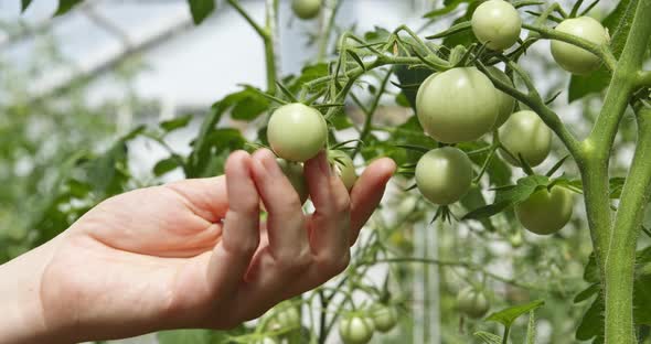 Woman Touching Green Tomatoes in the Garden alt