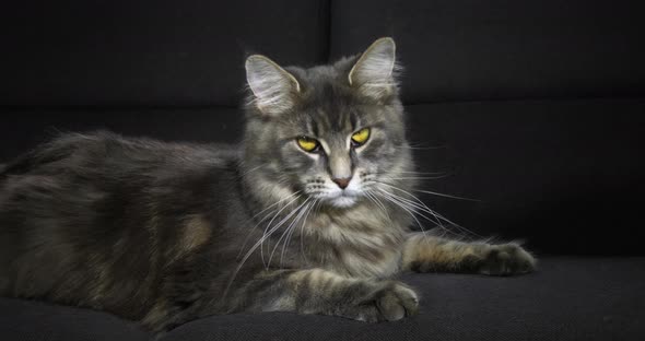 Blue Blotched Tabby Maine Coon Domestic Cat, Female laying against Black Background alt