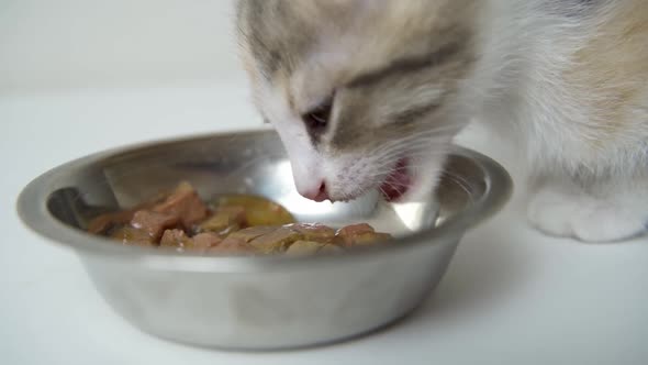 A Hungry Kitten Eats Wet Food with Natural Pieces of Meat From a Metal Plate