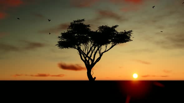 Sunset Tree Landscape and Time-Lapse Sky