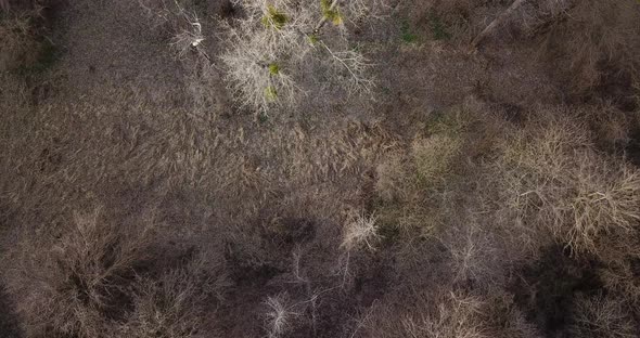 Aerial View From Above of Autumn Forest Gray Trees Bald Trees in Late Autumn alt