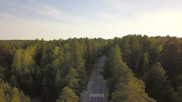 Cars On The Forest Road