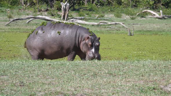 Hippopotamus with duckweed pooping near a lake alt