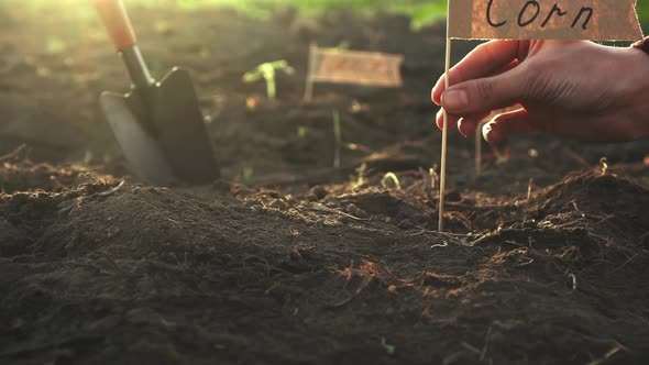 A Farmer Gardener Marks A Flag With The Inscription Corn, An Agronomist Signs A Plantation alt