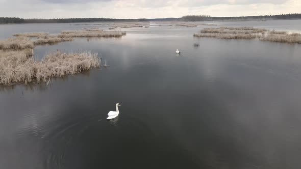 White Swans Swim in the Lake