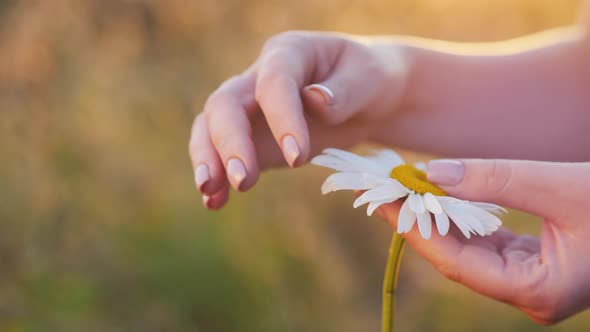 A Woman's Hand Pulls Off the Petals of a Daisy alt