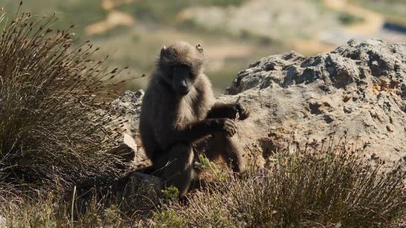 Chacma Baboons looking for food in grassland 