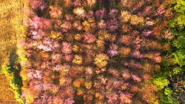 Wild Himalayan Cherry Blossom (Prunus cerasoides) bloom on the hill alt