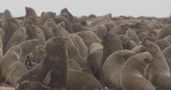 Hectic Movement at Seal Colony