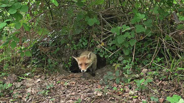 750645 Red Fox, vulpes vulpes, Female emerging from Den, Normandy, Real Time alt