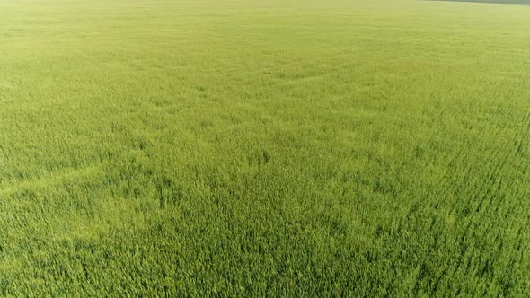 Moving Forward Over a Grain Field Russia