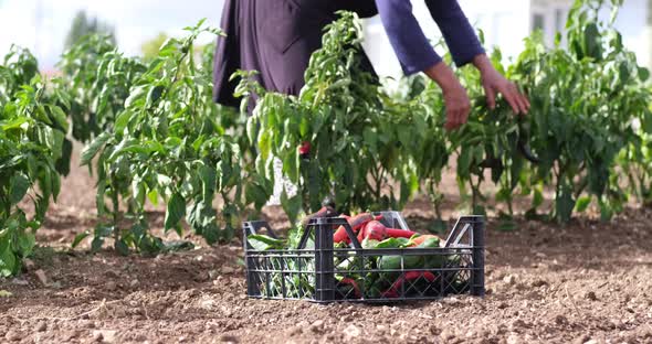 On a sunny day farmer picking red chili peppers in a greenhouse alt