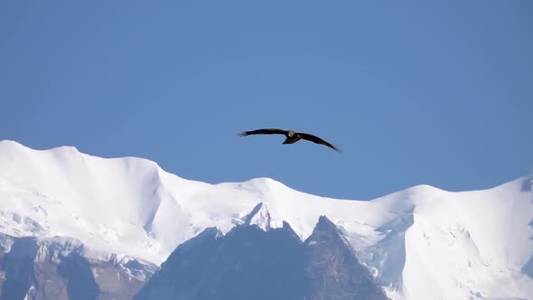 Big Eagle Bird Flying Over Himalayan Mountain Range, Stock Footage