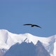 Big Eagle Bird Flying Over Himalayan Mountain Range - VideoHive Item for Sale
