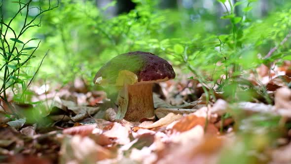 White Mushroom in Summer Forest