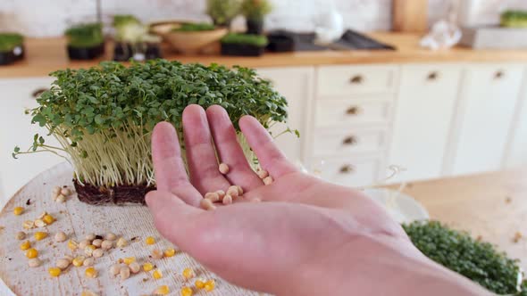 The Gardener Is Pouring the Seeds From Hand Into Hand in a Modern Kitchen alt