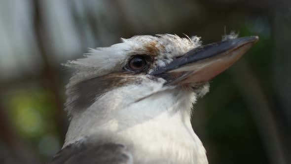 White and exotic bird close up alt