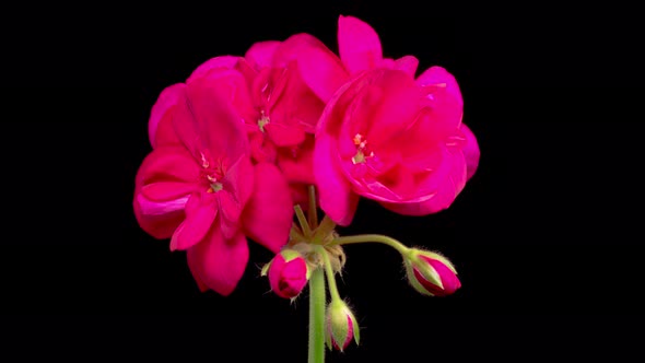 Time Lapse of Opening Red Geranium ( Pelargonium ) Flower alt