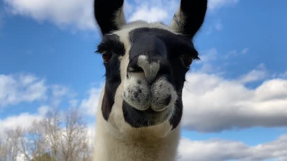 Funny Lama Outside on a Sunny Day Close Up View alt