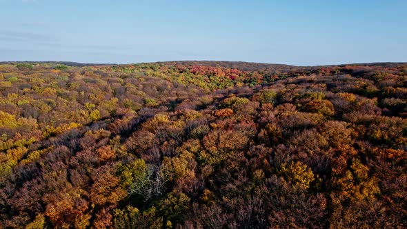 Aerial Top Down View of Forest in the Autumn alt