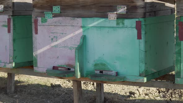 A Row of Bee Hives on a Sunny Day with Bees Flying Near Them alt