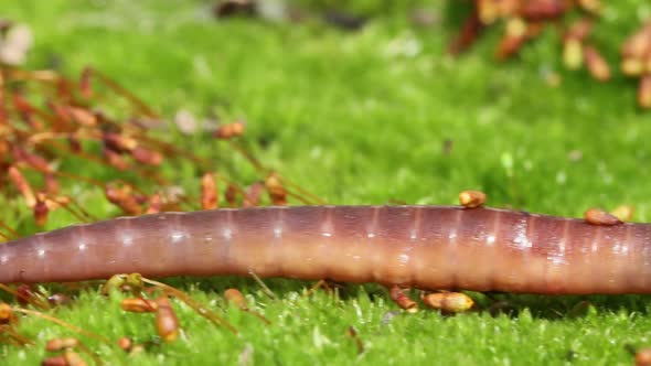 An Earthworm is a Terrestrial Invertebrate That Belongs to the Class Clitellata Order Oligochaeta alt